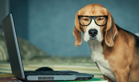 12 New Jobs for Modern Working Dogs