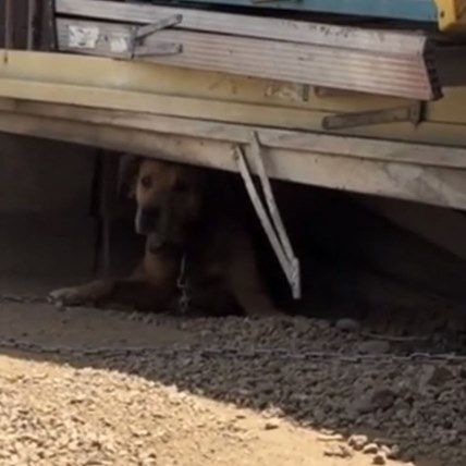 After 10 Years Chained to The Porch, Rusty’s Finally Free