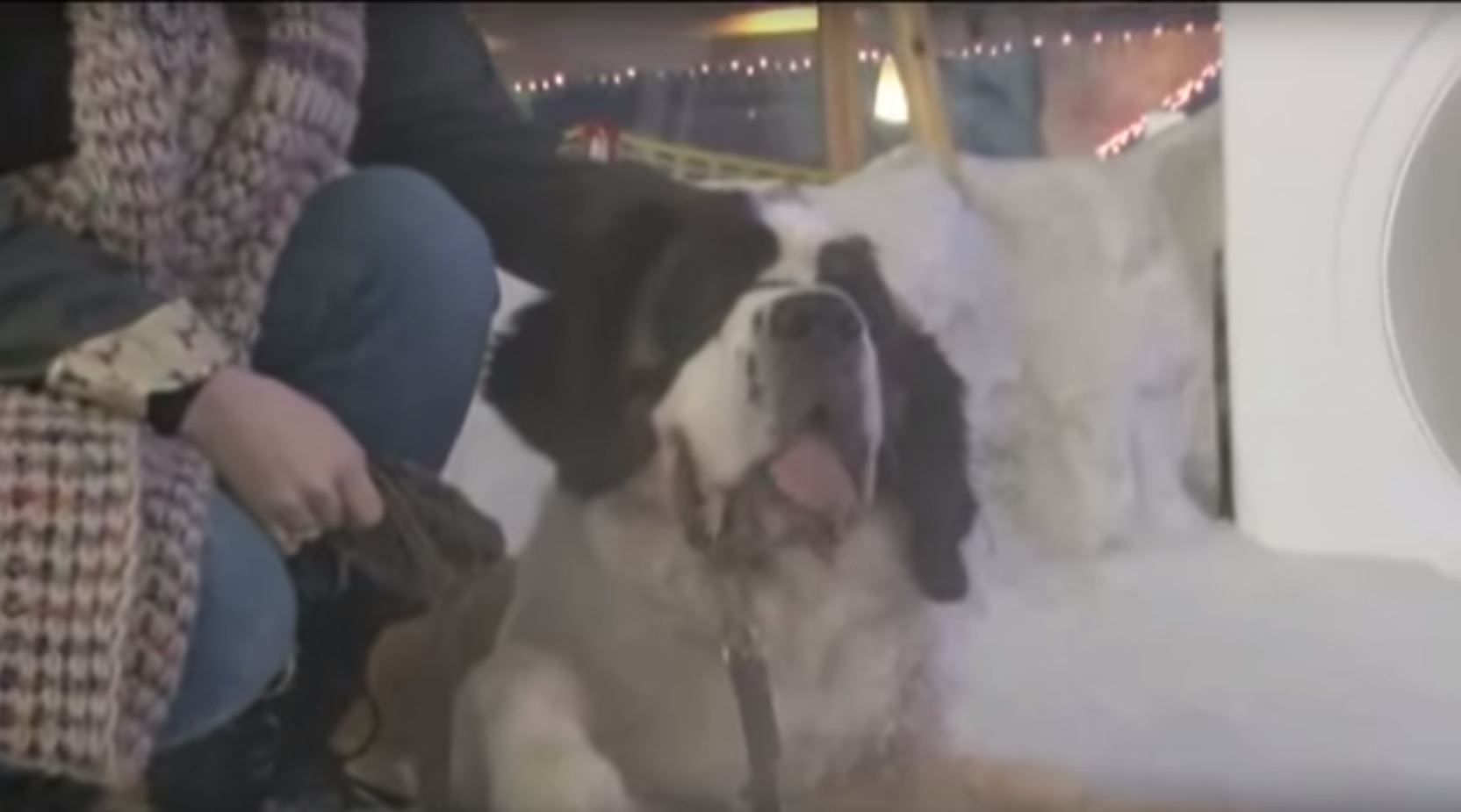 Dying Dog's Last Day Will Make You Cry Tears of Joy (VIDEO)