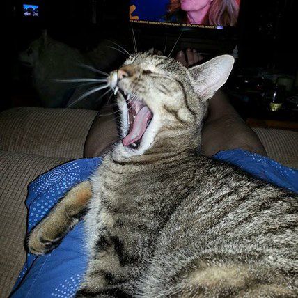 Police Sergeant Harbors Neighborhood "Cat Burglar"