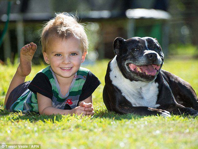 Hero Dog Saves Two-Year-Old from Drowning