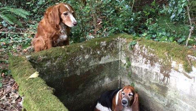 Irish Setter Stays by Trapped Friend's Side for a Week