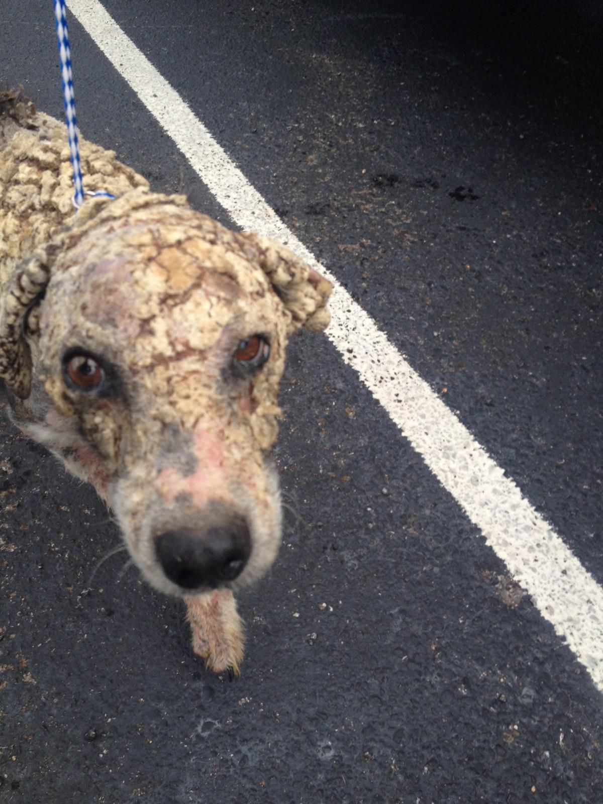 Dog Too Ugly to Adopt Makes Incredible Transformation