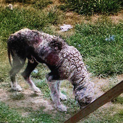 Dog "Too Ugly to Adopt" Makes Incredible Transformation