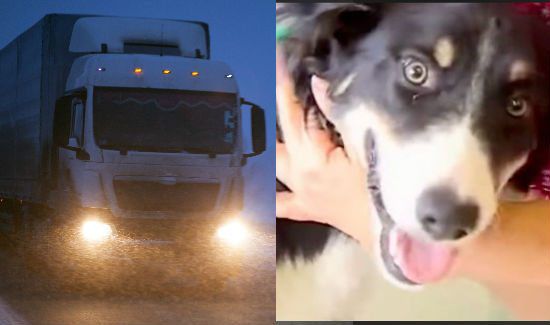 Hero Dog Saves Little Girl From Oncoming Truck