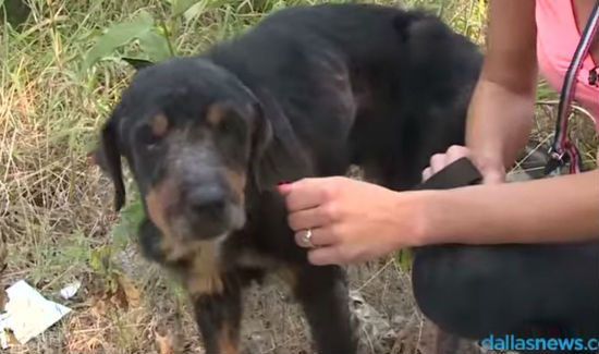 Woman Rescues Barely Living Dog from Mass Dog Grave