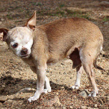 After 10 Years in Puppy Mill, One-Eyed Dog Wins 2015 American Hero Dog