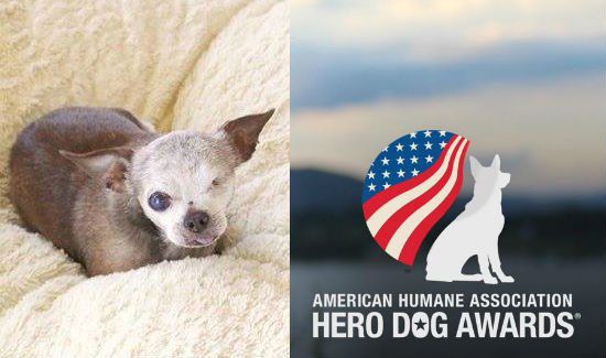 After 10 Years in Puppy Mill, One-Eyed Dog Wins 2015 American Hero Dog