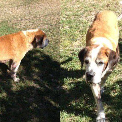 Near-Dead Stray Found on Dirt Road, Saved by Hero Woman