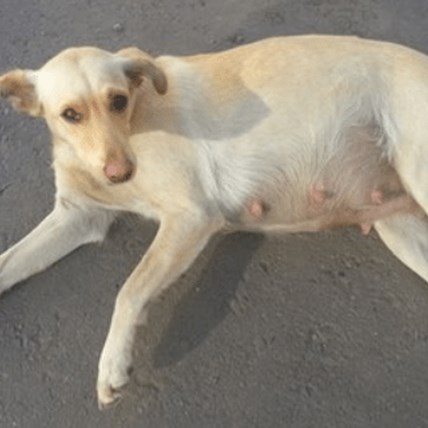 Pregnant Dog Rescued After Two Days Buried Under Sidewalk