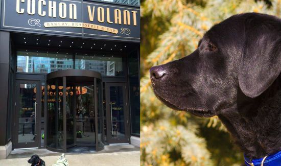 Fancy Restaurant Refuses to Serve War Vet and Service Dog
