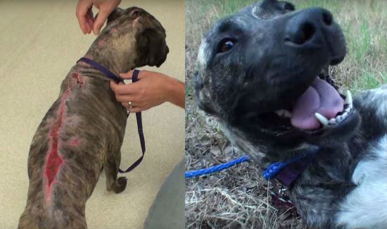 Dog On The Mend After Owners Try To Treat Fleas With Gasoline