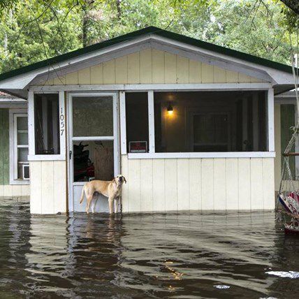 Man Rescues Abandoned Dog From Flood, Now They Are Inseparable