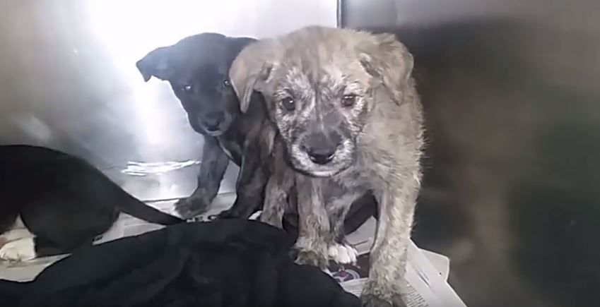 Split Second Decision Saves Puppies from Being Demolished
