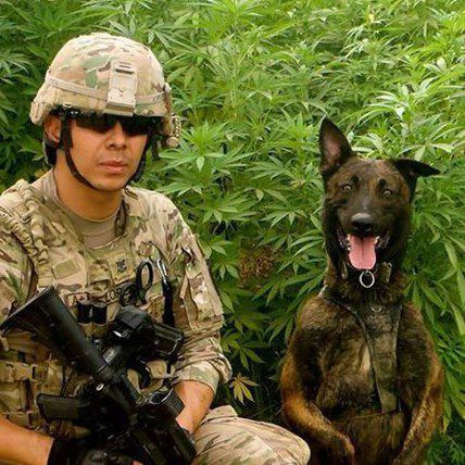 “No More Military Dogs Left Overseas” Says New Law