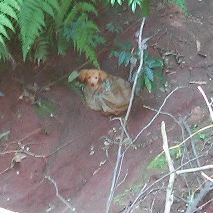 How Facebook Saved a Puppy That Was Left to Die