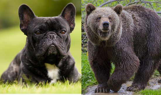 Tiny Dog Scares Two Bears Off Property - Amazing Video