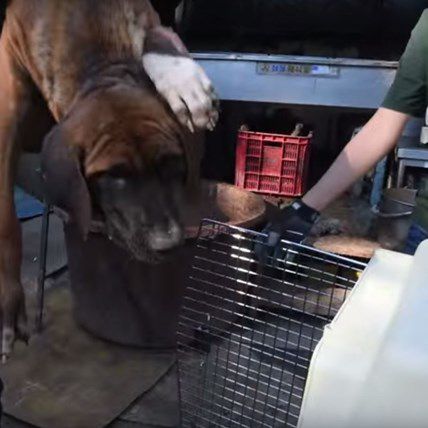 Dog Feels Grass For First Time After Rescue From Meat Farm