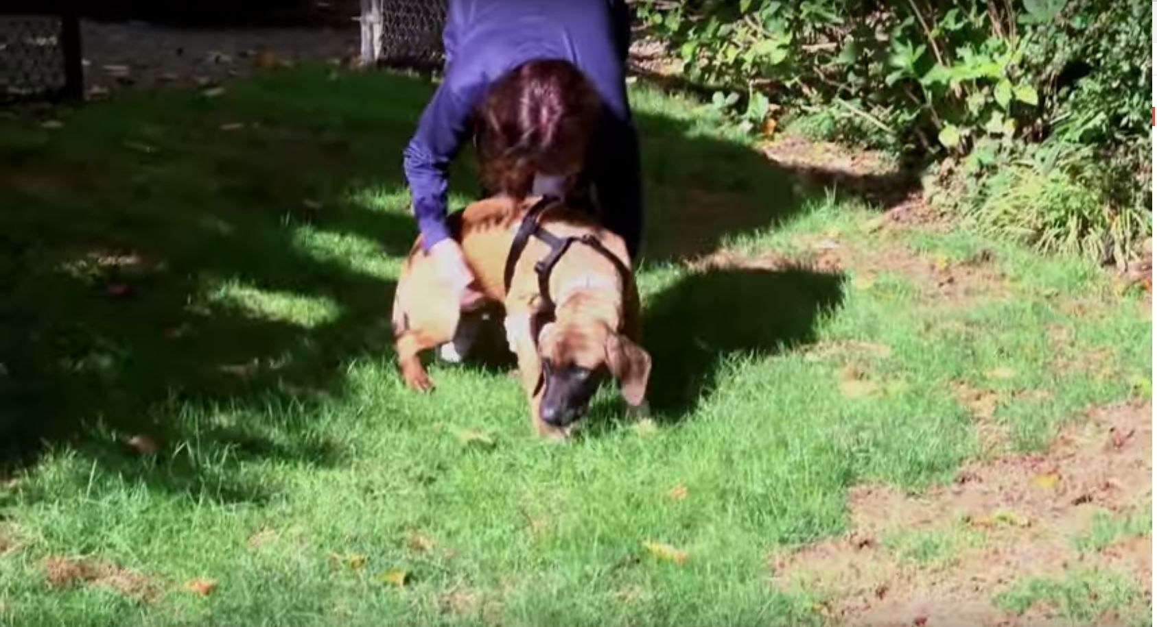 Dog Feels Grass For First Time After Rescue From Meat Farm