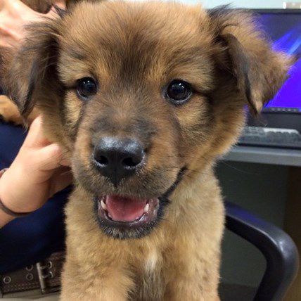 Dognapped Puppy Rescued And Given Best Gift Of All