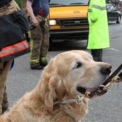 Guide Dog Saves Handler by Leaping In Front Of Bus - And Lives!