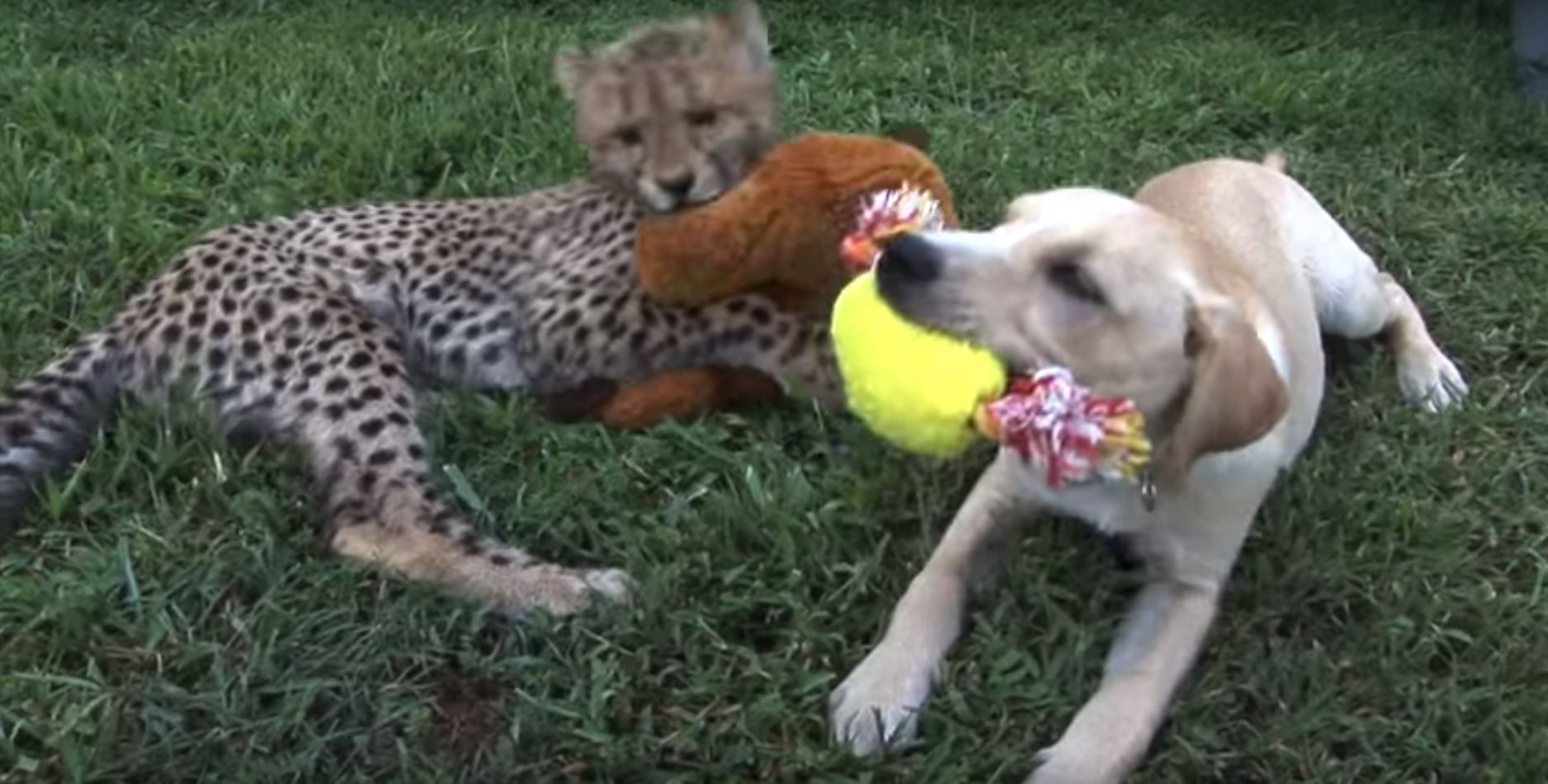 Cheetah and Dog are BFF - Watch Them Grow Up Together