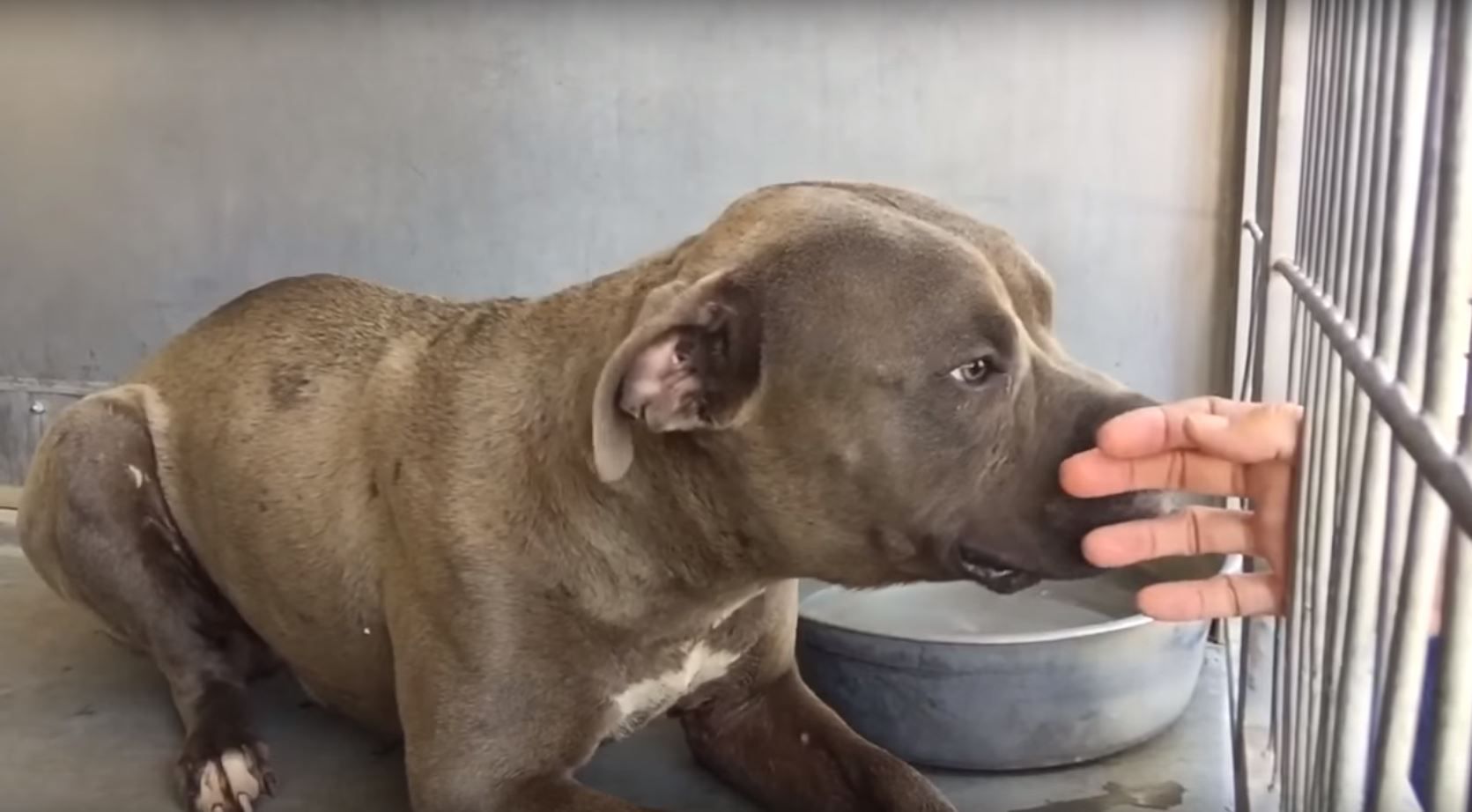 Watch This “Aggressive” Pit Bull React To Human Contact