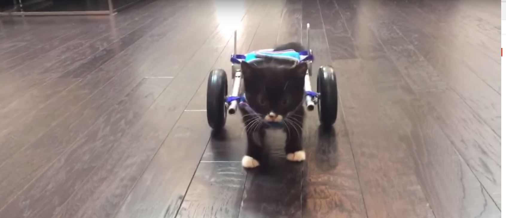 Video of Miracle Kitten Learning to Use Wheelchair is The Best