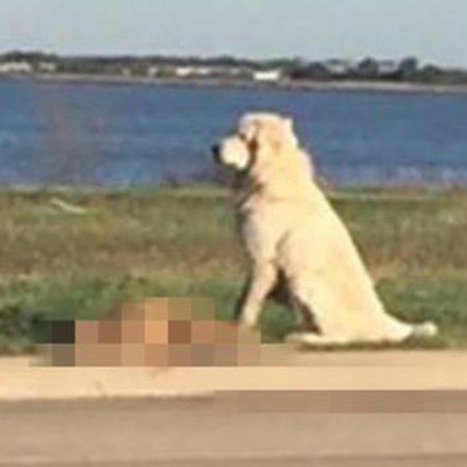 Loyal Dog Guards Injured Friend After Hit and Run