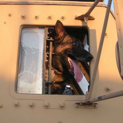Bomb-Sniffing Hero Shot in Wyoming, Gets Full Military Funeral