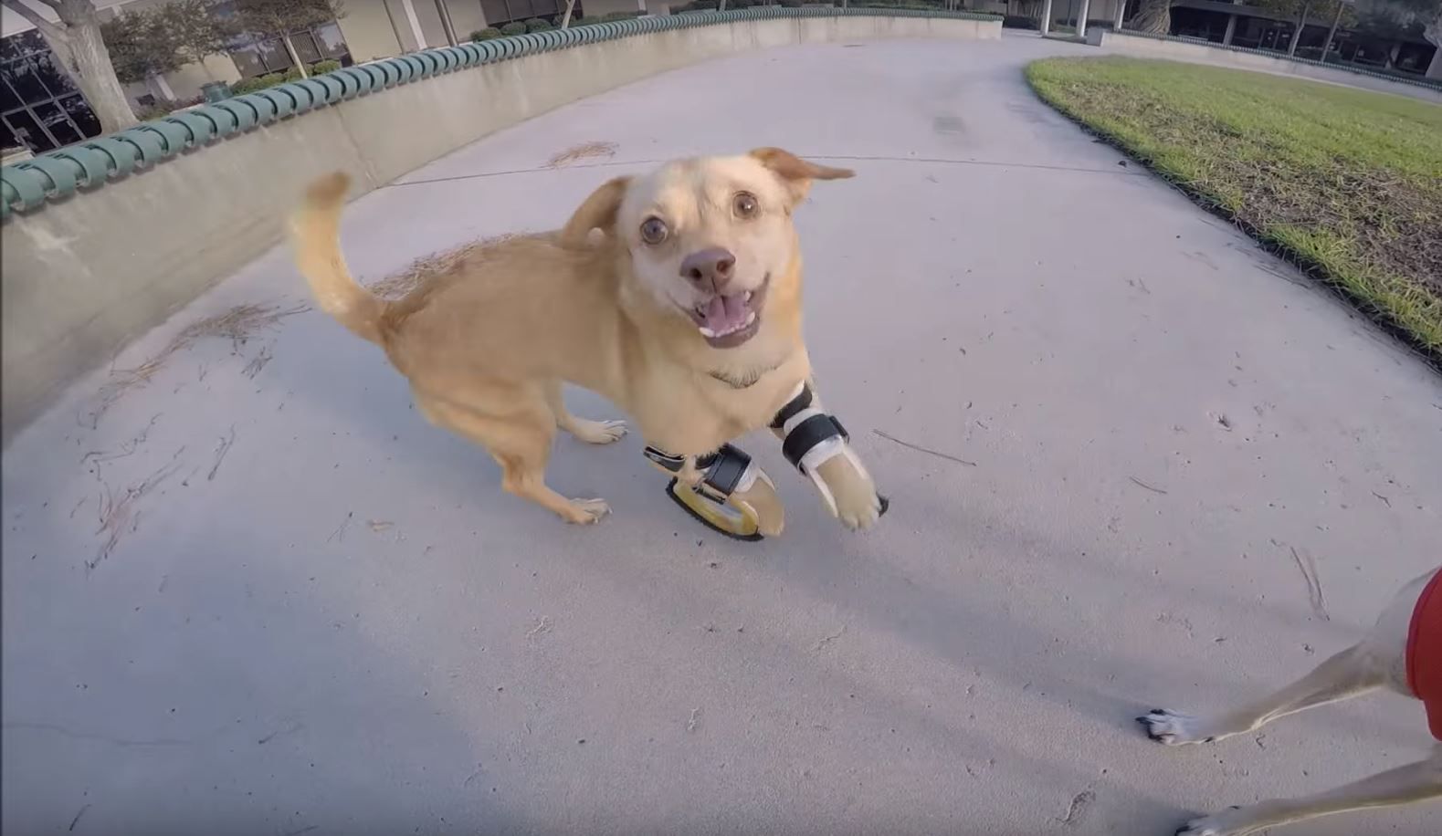 Watch This Disabled Dog Run For The First Time