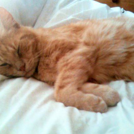 This 5-Year-Old's Reaction To Finding His Lost Cat Is Amazing