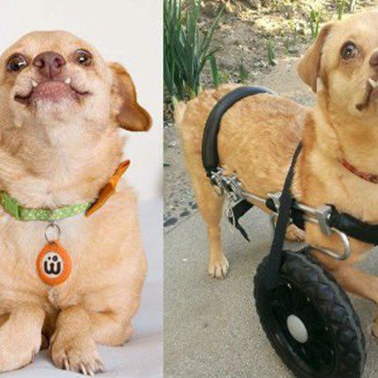 Watch This Disabled Dog Run For The First Time