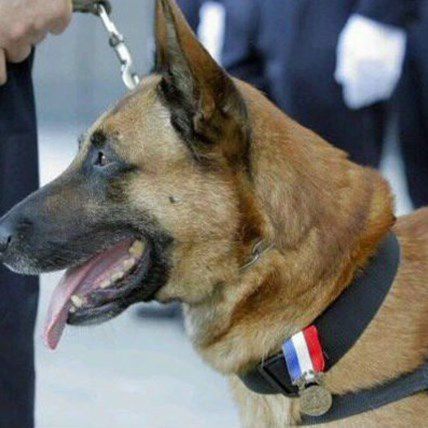 Hero Police Dog Killed by Bombers in Paris Attacks