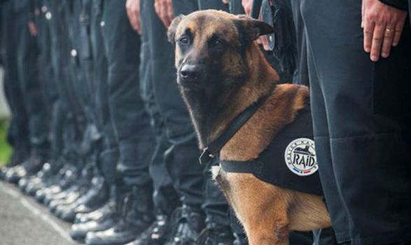Hero Police Dog Killed by Bombers in Paris Attacks