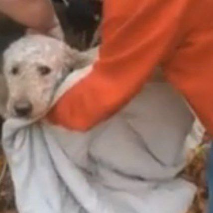 Dog Falls Down 30-Foot Well, Comes Out Unharmed