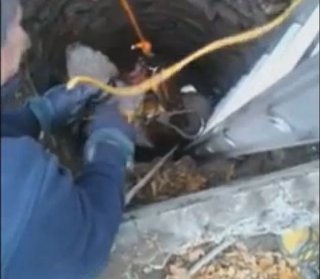 Dog Falls Down 30-Foot Well, Comes Out Unharmed