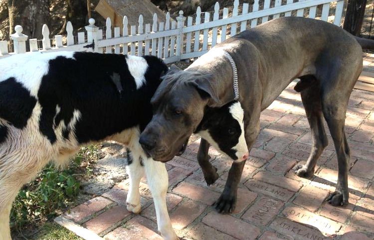 great-dane-cow-Shaylee-youtube