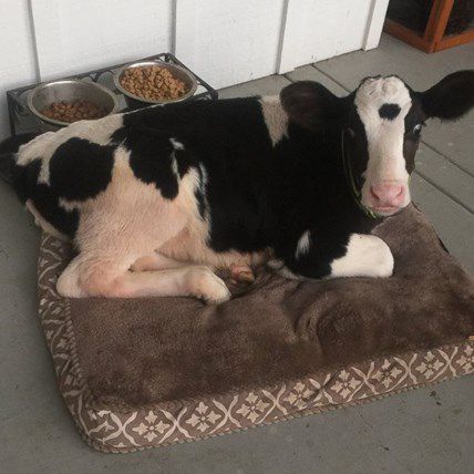 Baby Cow Saved from Slaughter, Now He Thinks He’s a Dog
