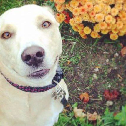 ‘Saddest Dog in The World’ Gets Thousands of Adoption Offers