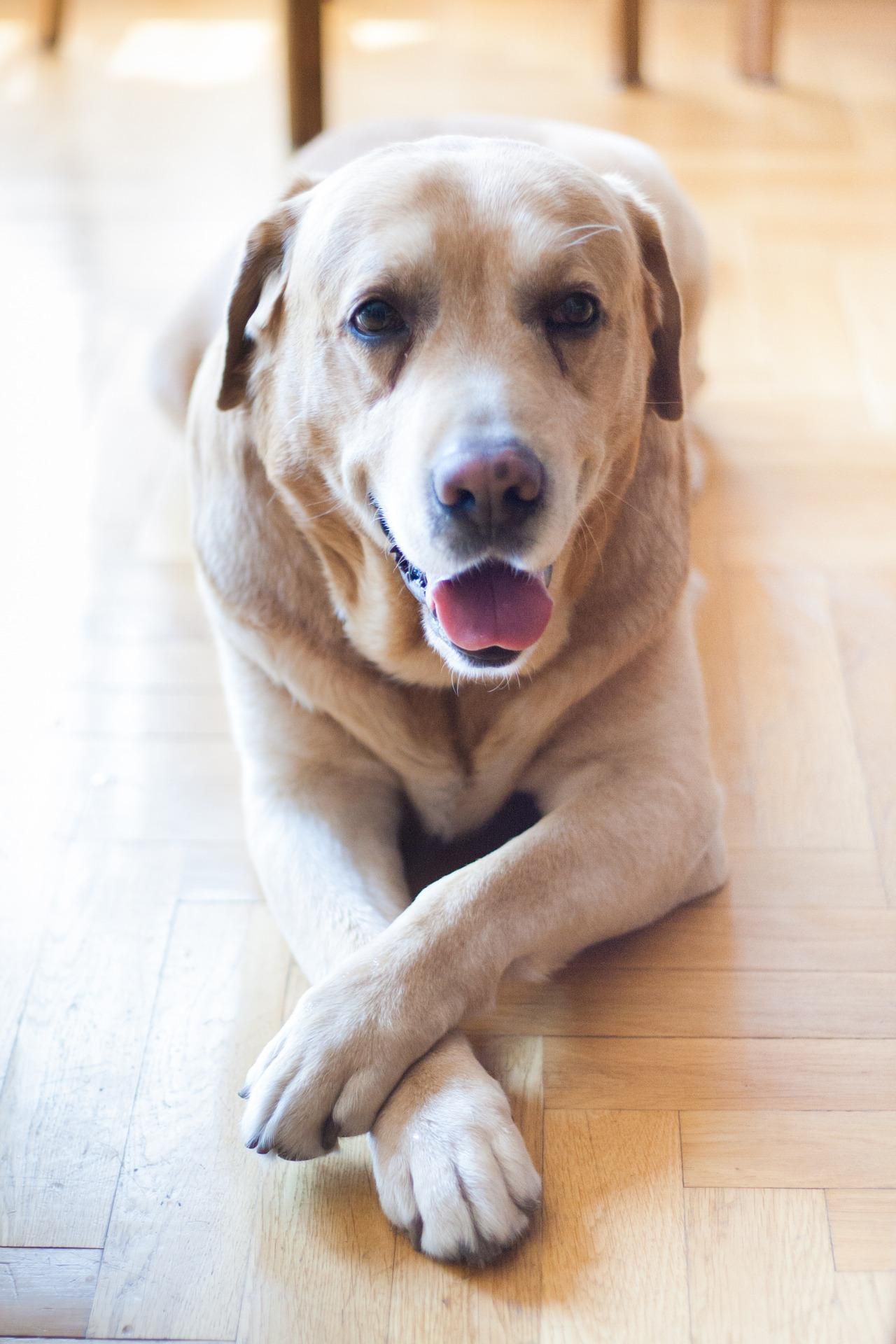 Looking After Your Senior Dog's Food Needs
