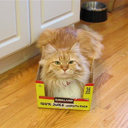 Five Times Cats Proved That They Don't Care About Anything