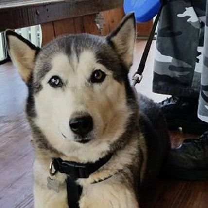 Lost Dog Whose Owners "Weren't Looking For Her" Finds Forever Home