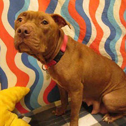 Hero Pit Bull Stays By Owner In House Fire, Gets Kicked Out Of Town