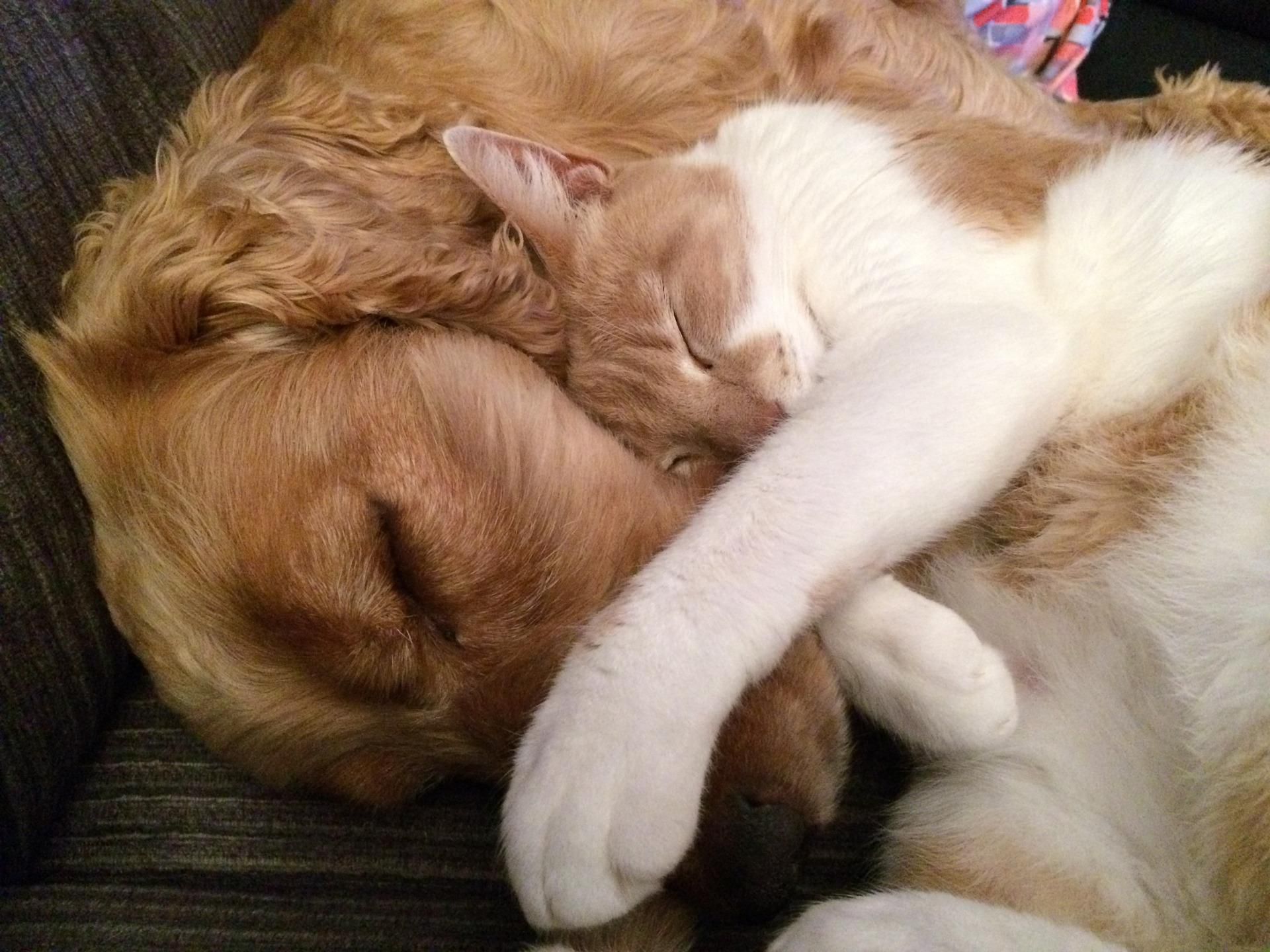 Five Cats and Dogs Who Decided to Be BFFs