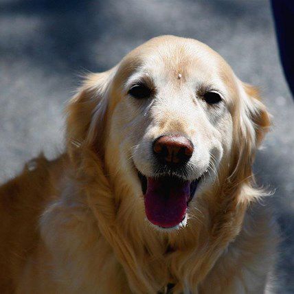 Essential Facts That Dog Lovers Must Always Remember