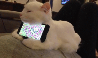 giphy 3