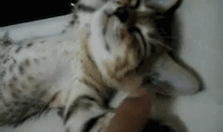 giphy 4