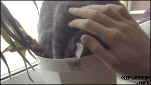 giphy 6