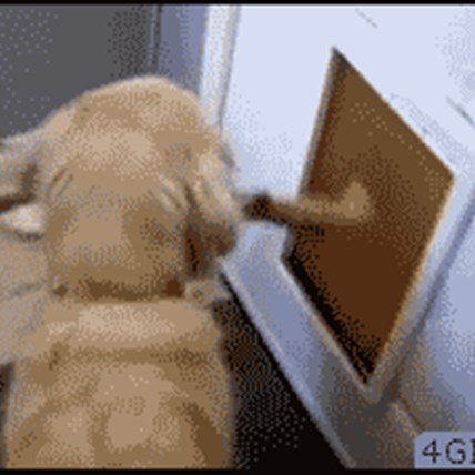 The 11 Biggest Dog Fails of 2015